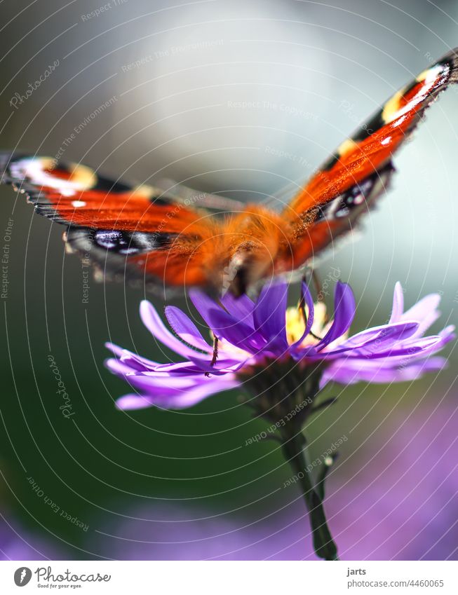 letzter Sommergruß Schmetterling Herbst Astern Herbstaster bunt Farbe Tiefenschärfe Blüte Blume Natur Pflanze Feuerfalter Falter Insekt Makroaufnahme Unschärfe