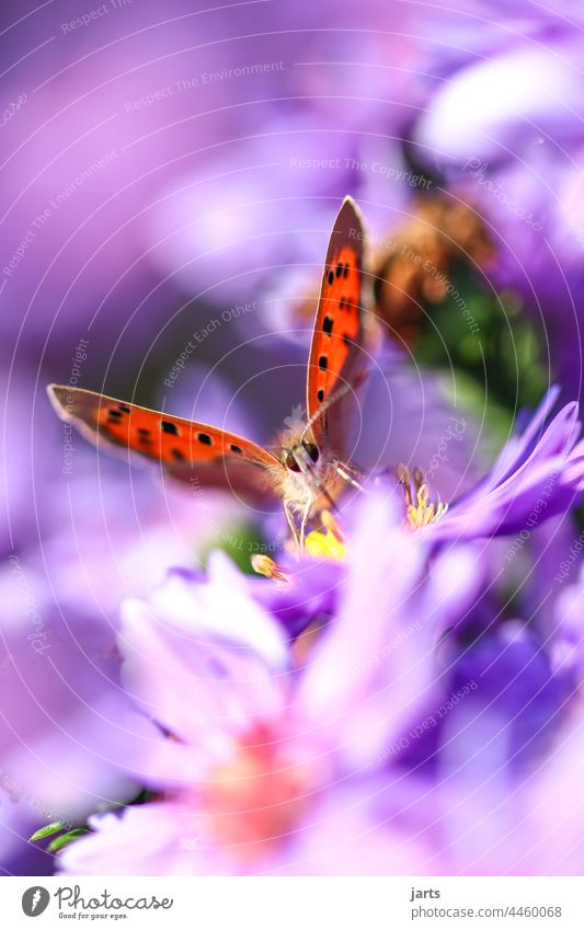 kleiner Schmetterling auf einer Herbstaster Astern bunt Farbe Tiefenschärfe Blüte Blume Natur Pflanze Feuerfalter Falter Insekt Makroaufnahme Unschärfe