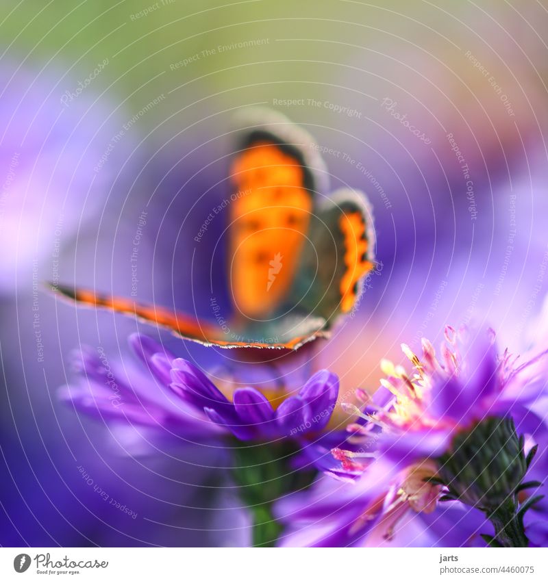 Schmetterling auf einer Herbstaster Astern bunt Farbe Tiefenschärfe Blüte Blume Natur Pflanze Feuerfalter Falter Insekt Makroaufnahme Unschärfe Tageslicht