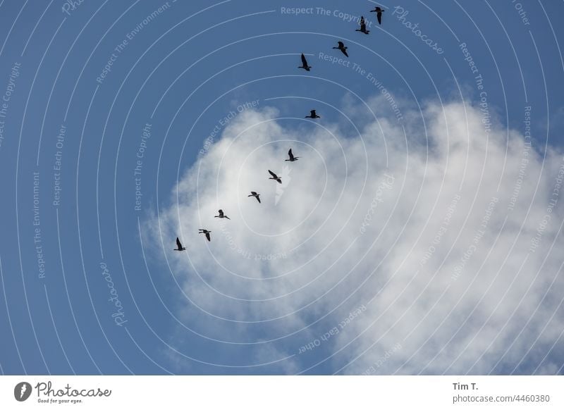 Zugvögel am Himmel mit einer Wolke Wolken Zugvogel fliegen Vogel Vogelschwarm Schwarm Natur Freiheit Außenaufnahme Wildtier Tiergruppe frei Umwelt Vögel