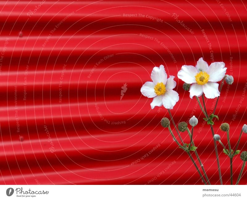 kontrast Herbstanemone Anemonen Wellblech Wand Blume Blüte rot rosa Kontrast