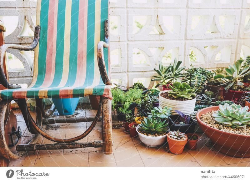 Ruhiger Platz im Haus auf der Terrasse mit vielen Sukkulenten Garten Gartenarbeit deco retro altehrwürdig Pflanzen heimwärts dekorativ natürlich Natur Topf