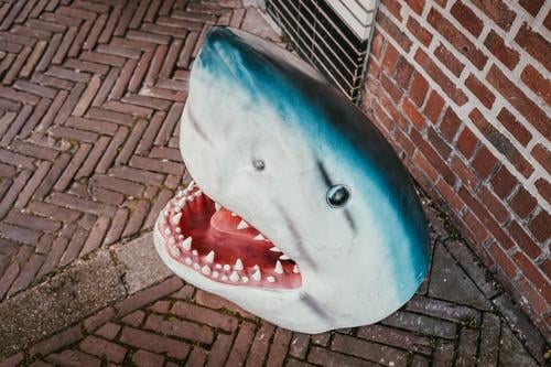 Haifisch Abfalleimer Zähne Zähne zeigen Tiergesicht Augen blau Fisch gefährlich Gebiss bedrohlich Tierporträt Maul Aggression Angst Farbfoto gruselig Mülleimer