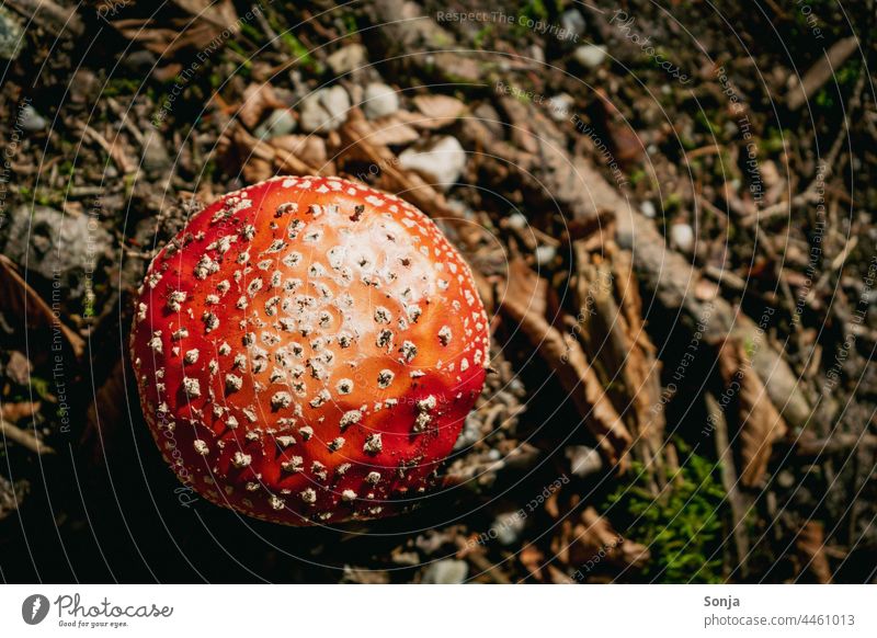 Draufsicht auf einen roten giftigen Fliegenpilz auf dem Waldboden Herbst Pilz Natur Pflanze Außenaufnahme natürlich Gift Farbfoto Schwache Tiefenschärfe Tag