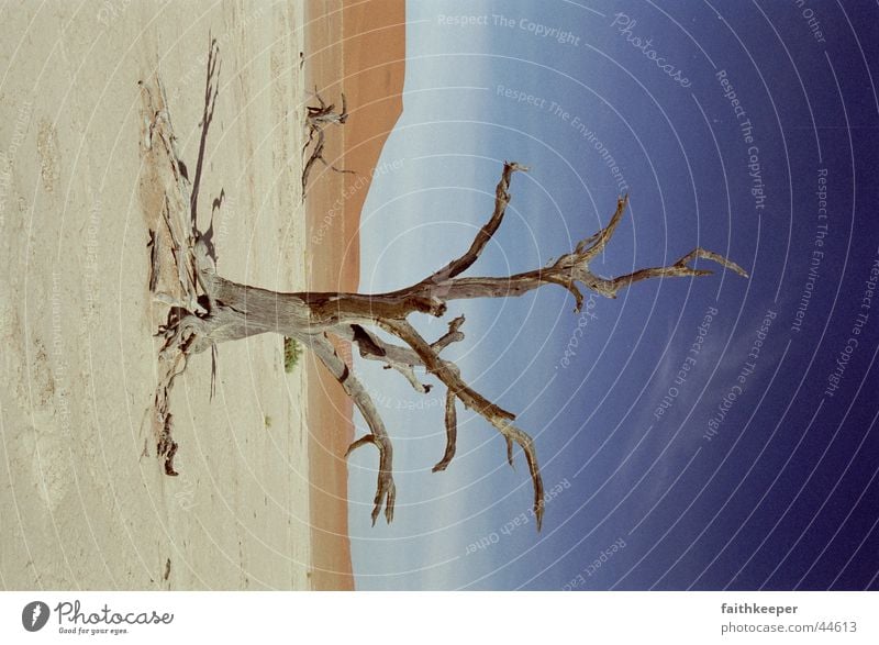 Death Vlei Sossusvlei Namibia Afrika Wüste toter Baum
