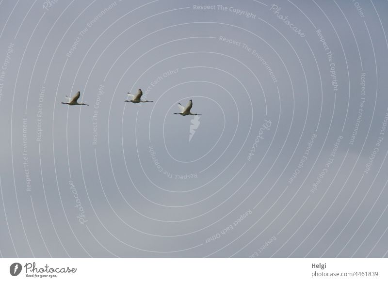 drei Löffler fliegen vor blaugrauem Himmel über Borkum Löffelreiher Vogel Zugvogel Ibisart Wolken Spätsommer Sommer Nordseeinsel Rarität Seltenheit