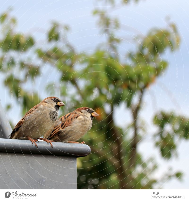 zwei Spatzen sitzen auf einer Dachrinne und lauern, ob irgendwo etwas abfällt Vogel schauen Baum Himmel draußen Biergarten Hoffnung Hunger Ausschau Blick braun