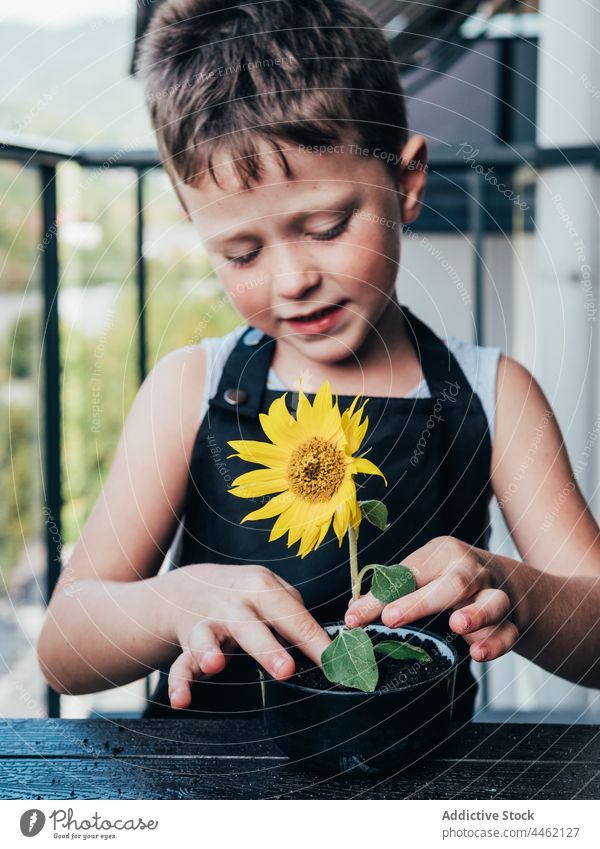 Fröhlicher Junge zeigt Topf mit blühender Sonnenblume Pflanze zeigen Kind Botanik frisch positiv Blütezeit heiter wenig Blume Glück organisch Inhalt klein froh