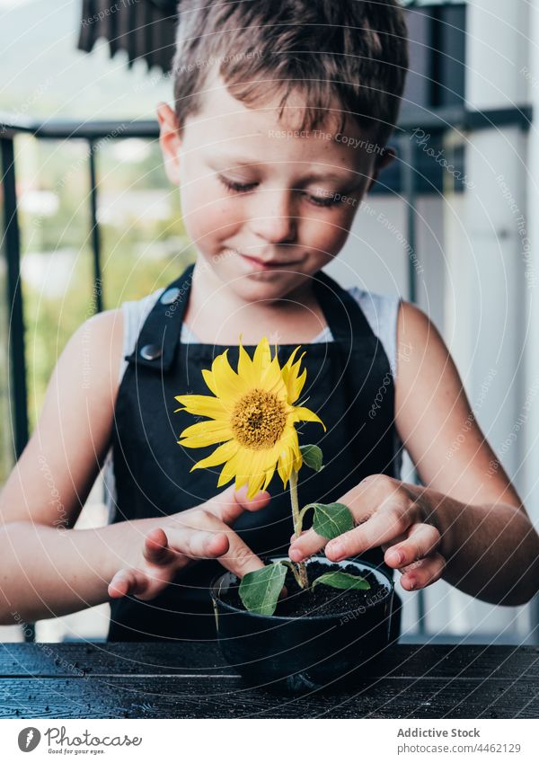 Fröhlicher Junge zeigt Topf mit blühender Sonnenblume Pflanze zeigen Kind Botanik frisch positiv Blütezeit heiter wenig Blume Glück organisch Inhalt klein froh