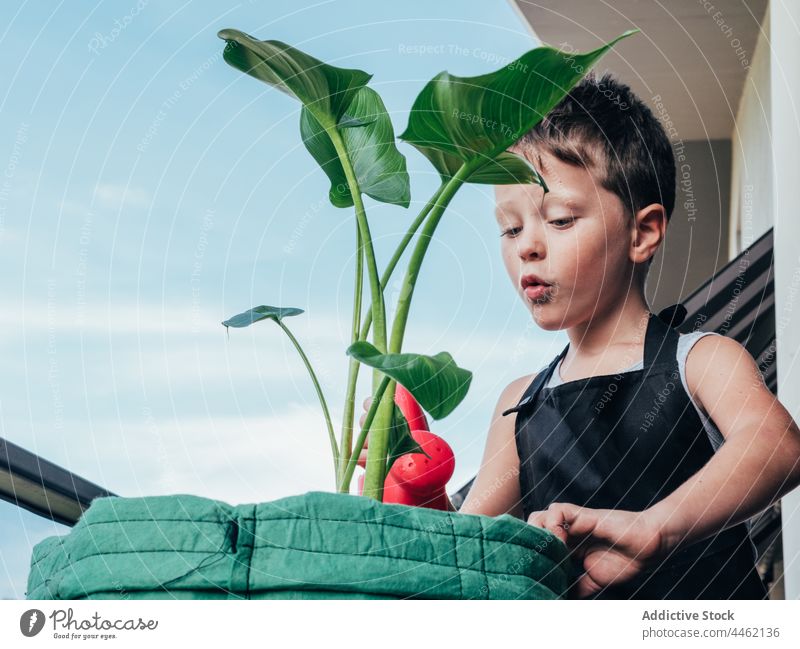 Zufriedener Junge mit Gießkanne und blühender Pflanze auf dem Balkon Gartenarbeit alocasia Hobby Botanik Porträt heiter Kindheit Landschaft Helianthus Schürze