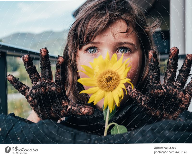 Schmutziges Mädchen, das sich an einem blühenden Helianthus erfreut, der in der Erde wächst Sonnenblume dreckig Gartenarbeit Spaß haben sorgenfrei kultivieren