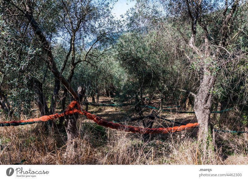 Olivenhain Olivenbaum Natur mediterran Nutzpflanze Umwelt Olivenöl nachhaltig ökologisch