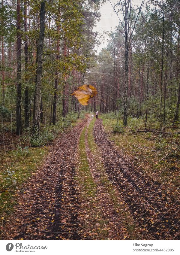 Waldwege  im Herbst... Bäume Natur Außenaufnahme Farbfoto Waldboden sparziergängermithund Spaziergang Landschaft