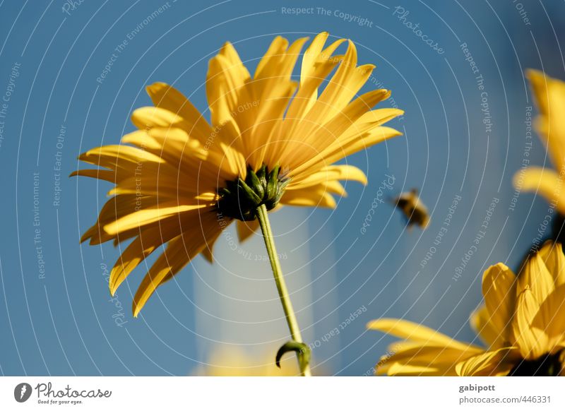 Sommerende Natur Pflanze Himmel Sonne Blume Blatt Blüte Wildpflanze Sonnenblume Blühend Duft Freundlichkeit Fröhlichkeit positiv Wärme blau gelb Lebensfreude