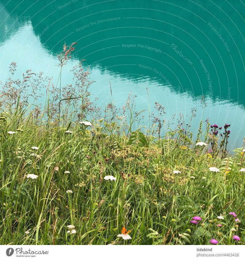 Türkisen Bergsee in den Alpen See Wiese Wiesenblumen türkis Spiegelung Wasser Gras