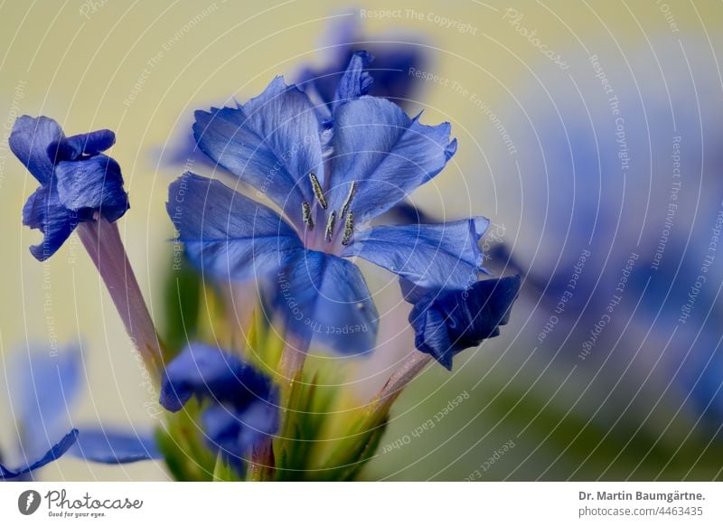Blüten des Hohen Staudenphlox, Phlox paniculata, Zierpflanze aus Nordamerika Hoher Staudenphlox Flammenblume blau Unschärfe Sperrkrautgewächse Polemoniaceae