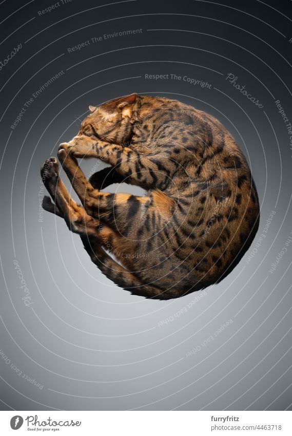 Bengalkatze rollend auf Glastisch liegend Katze Haustiere katzenhaft Fell Rassekatze bengalische Katze gepunktet Tabby Studioaufnahme Unteransicht