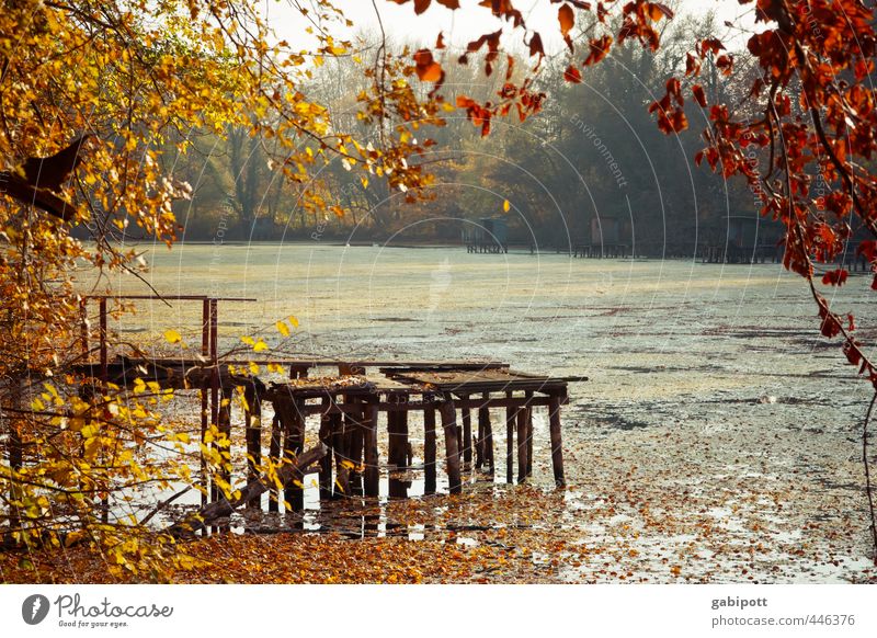 Herbst kommt Natur Landschaft Wetter Schönes Wetter Pflanze Baum Sträucher Wald Seeufer Fluss Wärme braun gelb gold Zufriedenheit Lebensfreude Gelassenheit