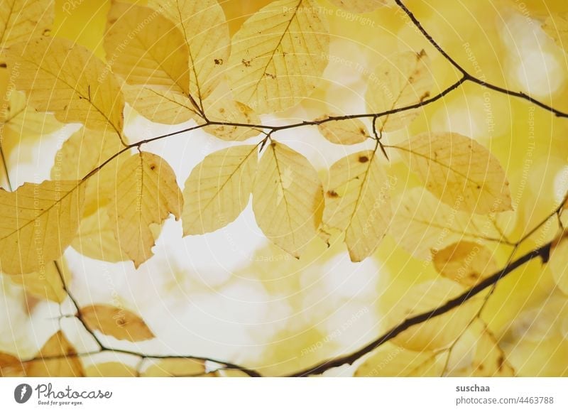 gelber herbst Blatt Laub Herbst Ast Baum Blattadern transparent hell herbstlich Außenaufnahme Herbstfärbung Natur Vergänglichkeit Herbstbeginn Herbstwetter