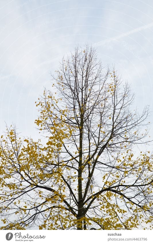 herbstbaum Baum Herbstbaum Laub Blätter gelb herbstlich Natur Herbstfärbung Jahreszeit Äste Vergänglichkeit Herbstbeginn Menschenleer Herbstwetter Herbstwald