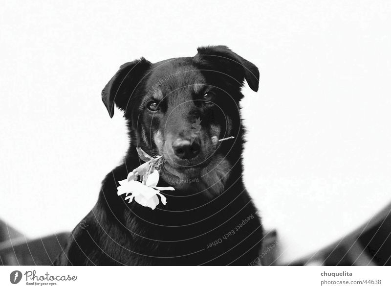 der charmeur Hund Blume Rose süß dog Schwarzweißfoto Valentinstag
