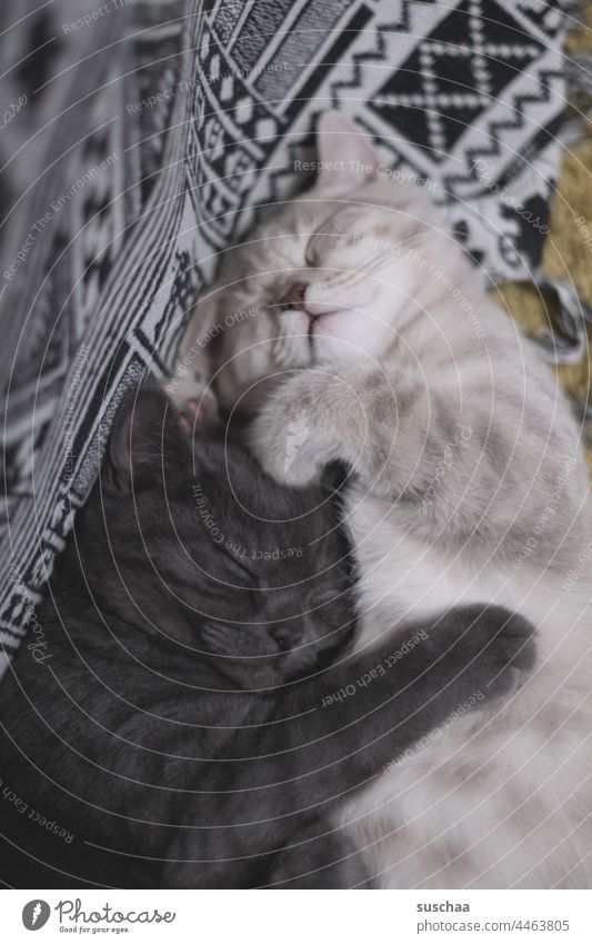 zwei schlafende Kater Katzen Fell niedlich kuschelig verschmust Tierliebe Pfötchen Hauskatzen beige dunkelgrau lilac britisch Kurzhaar Schnauze Traum