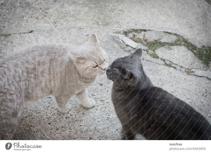 sich beschnuppernde kater Kater Katzen 2 Fell Haustiere Hauskatze riechen erkennen Brüder Tierliebe kuschlig Geruch Geruchserkennung Begrüßung draußen