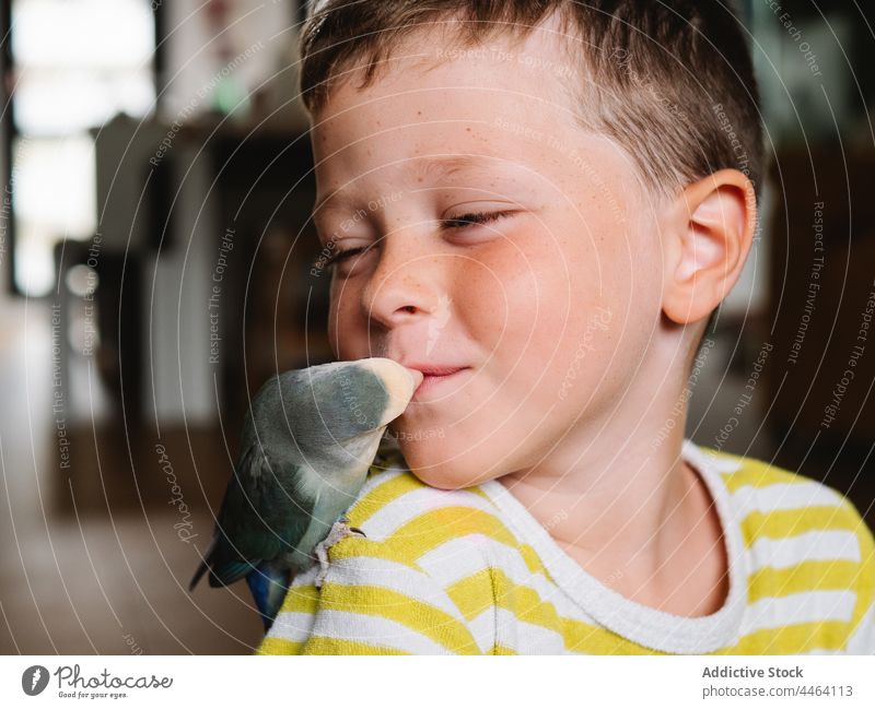 Sanfter Junge küsst den Schnabel eines Hauspapageis Papagei Vogel Kuss Liebesvogel Haustier heimisch positiv Angebot Zuneigung Kind Kindheit wenig klein