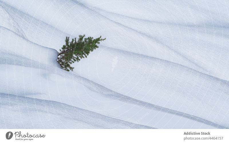 Tannenbaum in verschneitem Tal Baum Winter kalt Natur Flora Umwelt einsam Landschaft Schnee nadelhaltig Ast Immergrün Fichte Nadel Wachstum Kiefer Holz