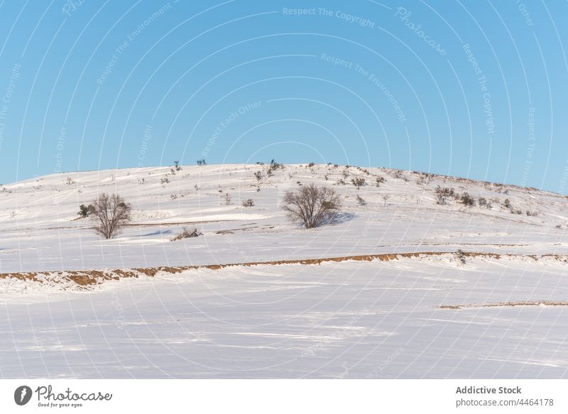 Verschneites Tal mit kahlen Sträuchern unter blauem Himmel Schnee Hügel Winter Pflanze Landschaft Tierwelt Umwelt Natur wachsen wolkenlos kalt Buchse Strauch