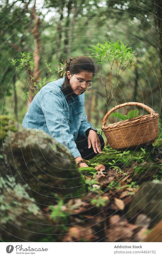 Frau sammelt Pilze und legt sie in einen Korb pflücken Ramaria essbar Weide Waldgebiet Mykologie Bargeld wild Mykologe Ektomykorrhiza abholen Mykorrhiza