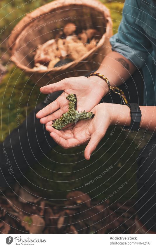 Frau zeigt Flechte in Händen im Wald Flechten Symbiose Korb Pilz zeigen Natur Tierwelt pflücken abholen Algen Ascomycota Pflanze Wälder wild Boden vegetieren