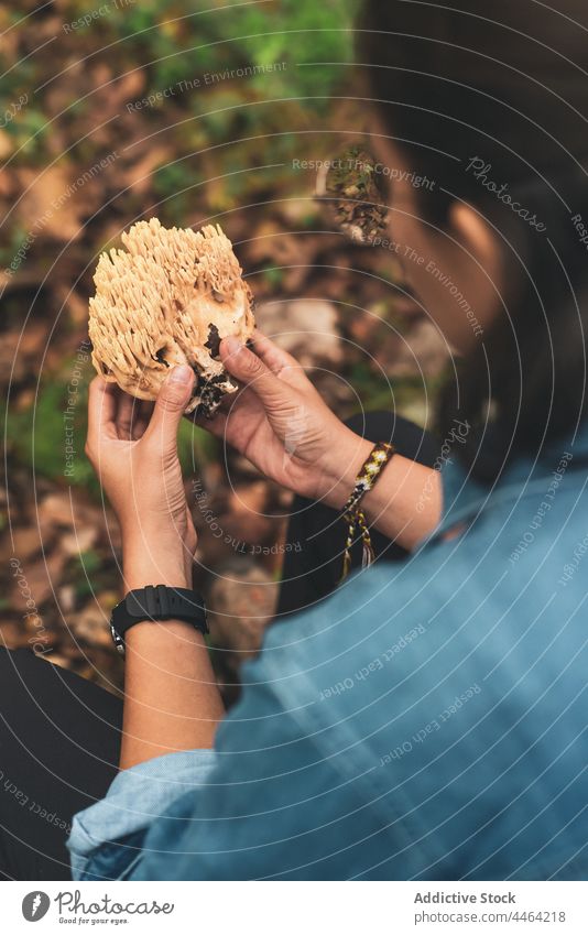 Anonyme Frau mit essbarem Pilz in den Händen im Wald Mykologe Ramaria pflücken entfernen Schmutz Ernte Pilze Basidiomyceten ramarioides Clavarioides Mykologie