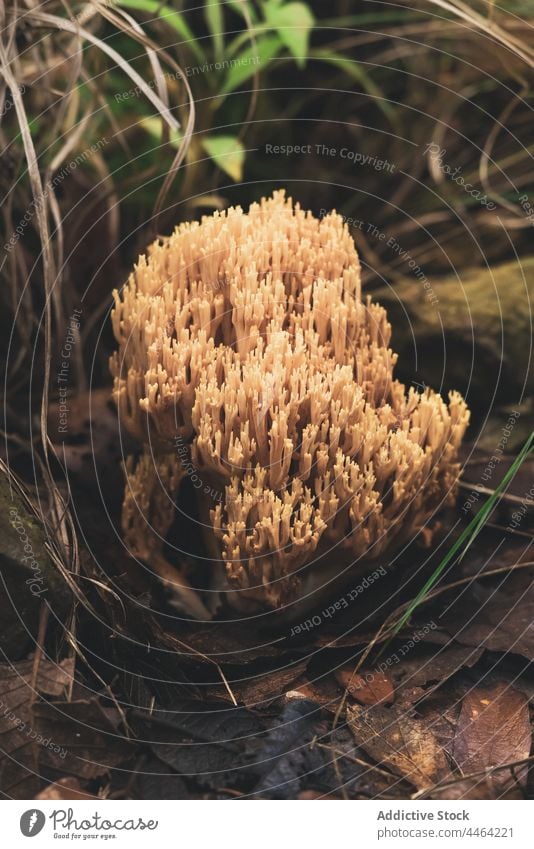 Der Pilz Ramaria wächst in einem mit Laub bedeckten Wald essbar Pilze Mykologie Herbst Tierwelt fallen Natur Ektomykorrhiza Basidiomyceten Mykorrhiza Korallen