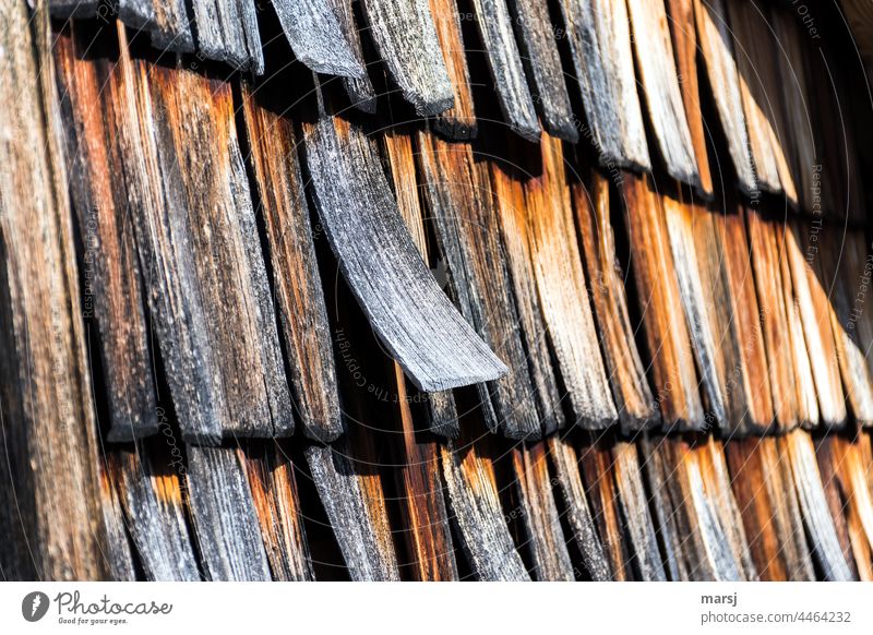 Die überhebliche Schindel aus Lärchenholz, die sich von den restlichen Schindeln abhebt. Holz Schindelwand Zusammensein alt verwittert Holzwand braun Schutz