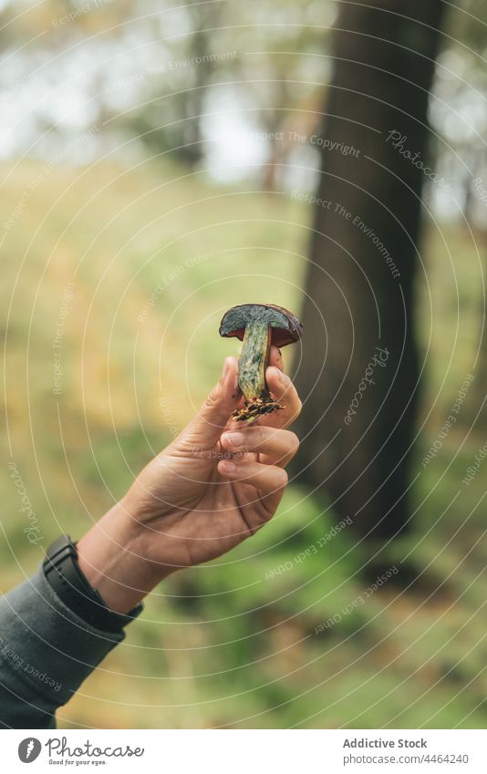 Frau betrachtet einen Pilz im Wald Lactarius indigo wild essbar abholen Steinpilze Mykologie Pflanze Speisepilz Ektomykorrhiza Symbiose Indigo-Milchkappe Natur