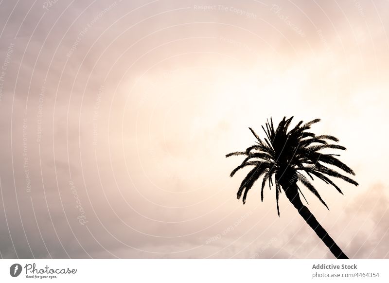 Palme unter bewölktem Himmel bei Sonnenuntergang Handfläche Baum wolkig Natur vegetieren Umwelt Ökologie Silhouette bewachsen Atmosphäre malerisch Ast hoch