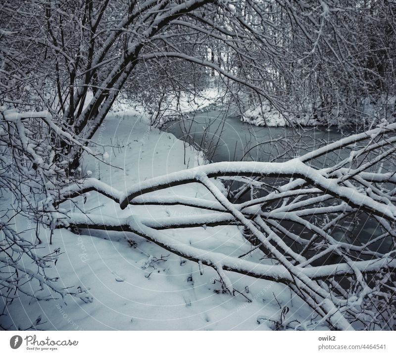 Kalte Äste Wintertag Schneelandschaft Winterstimmung Teich zugefroren verschneit ruhig Sträucher Baum Schönes Wetter Idylle Wald Textfreiraum unten Abend