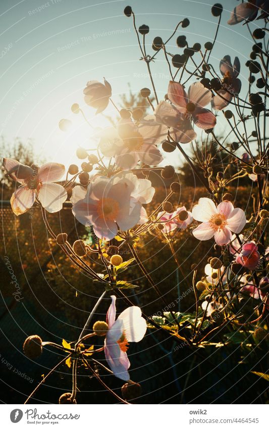 Filigranesse Herbstanemone Hahnenfußgewächse Blüte aufstrebend Wildpflanze Idylle Leichtigkeit elegant Detailaufnahme zart offen Blütenstempel natürlich Himmel