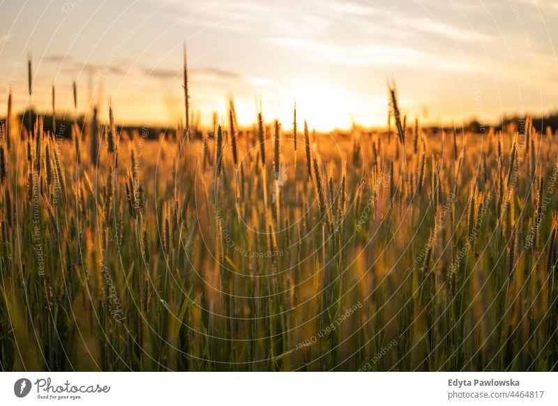Goldenes Weizenfeld bei Sonnenuntergang Sonnenschein sonnig Ackerbau Hintergrund schön Land Landschaft Bauernhof Feld Gras grün Wiese natürlich Natur im Freien
