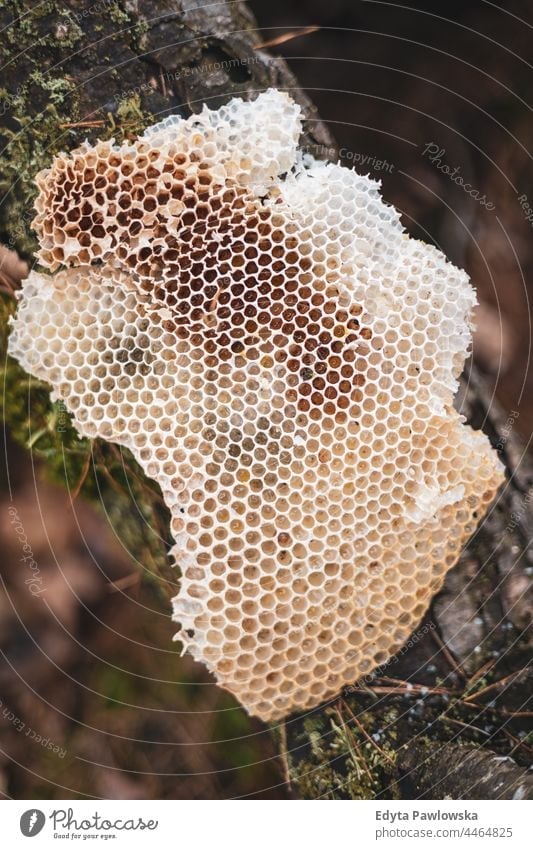 Honigwabe auf einem Baum im Wald natürlich Natur Öko schließen frisch Zelle Nektar golden Kamm Wachs Propolis Ackerbau Hintergrund Biene Bienenstock Imker