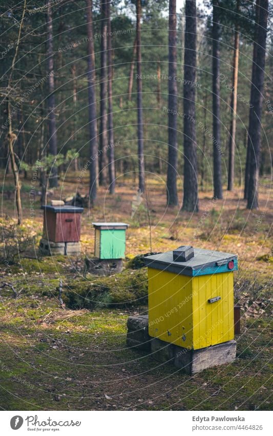 Bunte Bienenstöcke im Wald farbenfroh retro umgebungsbedingt idyllisch bestäuben Landwirtschaft Propolis landwirtschaftlich Wälder Umwelt Hain Kolonie Imker