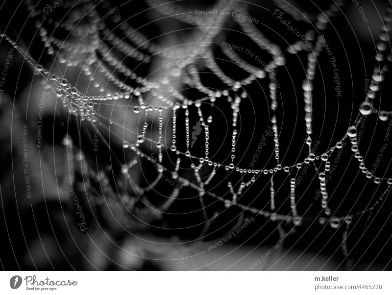 Spinnweben mit Tautropfen Schwarzweißfoto Spinnennetz Spinnwebenperlen nass Morgens Wassertropfen Außenaufnahme