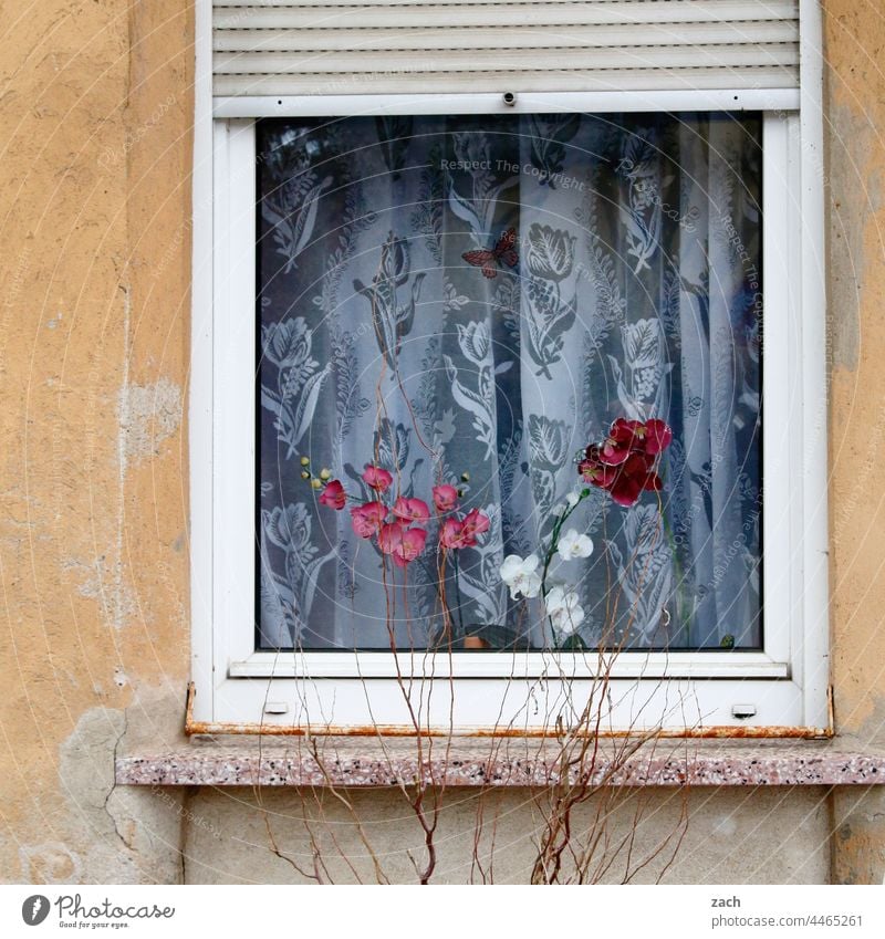 hinter Brandenburger Fenstern Haus Fassade altbacken retro piefig Häusliches Leben Gardine Orchidee Orchideenblüte Blume Kunstblume Vorhang