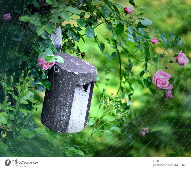 Vogelhäuschen mit Meise eingerahmt von Rosen Nistkasten Stein Rosa Grün Natur Romantisch Garten Pflanze Kletterrose Sommer Frühlling Blüte Farbfoto schön