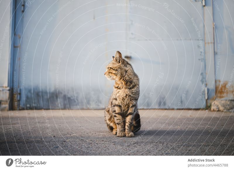 Obdachlose Katze sitzt auf der Straße Maul heimatlos Tier katzenhaft Kreatur Irrläufer Jäger Fleischfresser Spaziergang Fussel Streifen Schnurrhaar Säugetier