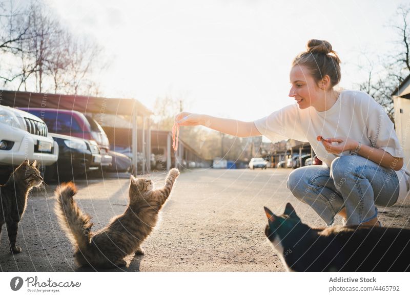 Lächelnde Frau füttert obdachlose Katze auf der Straße Futter Lebensmittel hungrig heimatlos Art positiv vorsichtig Optimist Fell Pflege Tier Säugetier Kätzchen