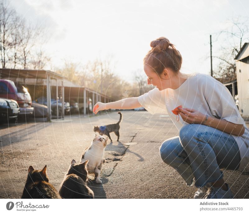 Lächelnde Frau füttert obdachlose Katze auf der Straße Futter Lebensmittel hungrig heimatlos Art positiv vorsichtig Optimist Fell Pflege Tier Säugetier Kätzchen