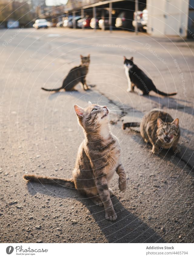 Obdachlose hungrige Katzen warten auf der Straße auf Futter betteln starren Tier Miau neugierig heimatlos Starrer Blick Bargeld Boden Fussel katzenhaft