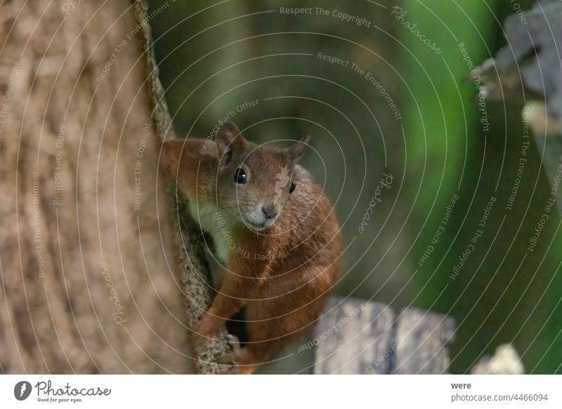 Ein Eichhörnchen sitzt zwischen grünen Blättern auf einem Ast Tier Hintergrund Europäisches Braunes Eichhörnchen Sciurus vulgaris Tier-Thema